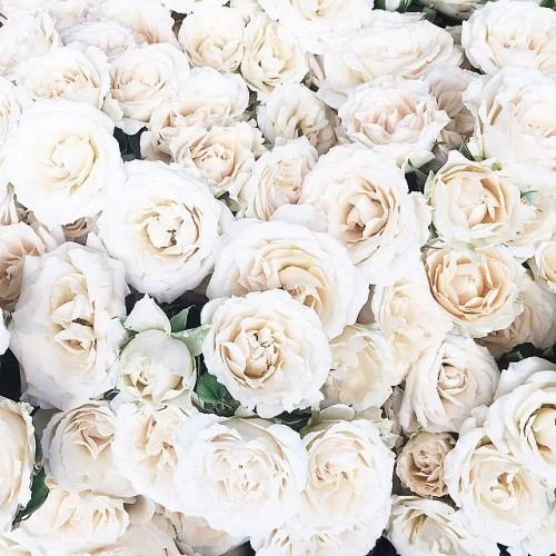 roses.jpg