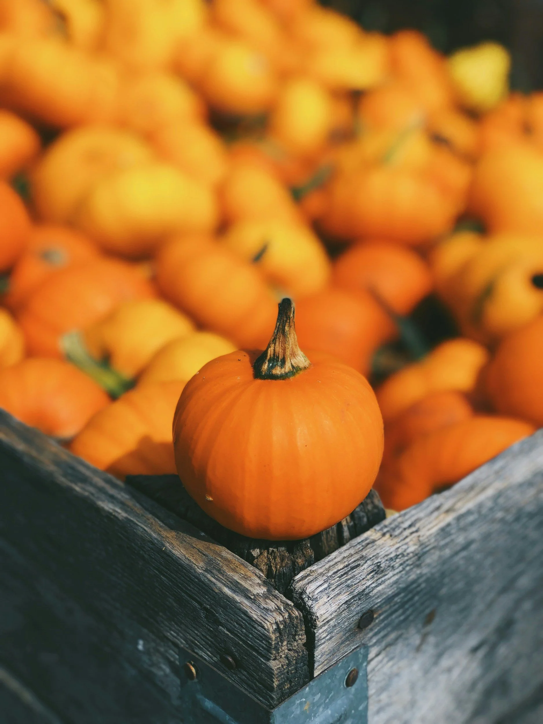 Hunsader Farms 34th Annual Pumpkin Festival