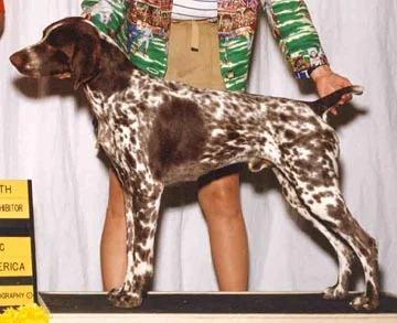 Ch. Keystone-Artemis Iron Will, CGC, Therapy Dog "Will"