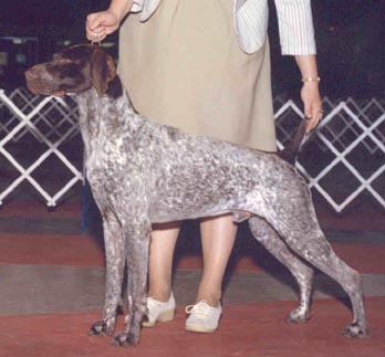 Ch. Donavin's Comanche Superson, CDX "Comanche"