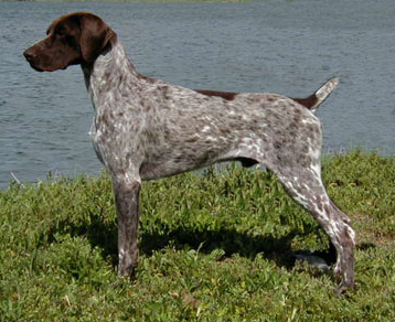 UCD Marvel's Quicksilver, CD (show points) "Dasher"