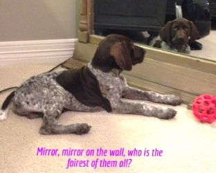 Scout-MirrorMirror.jpg
