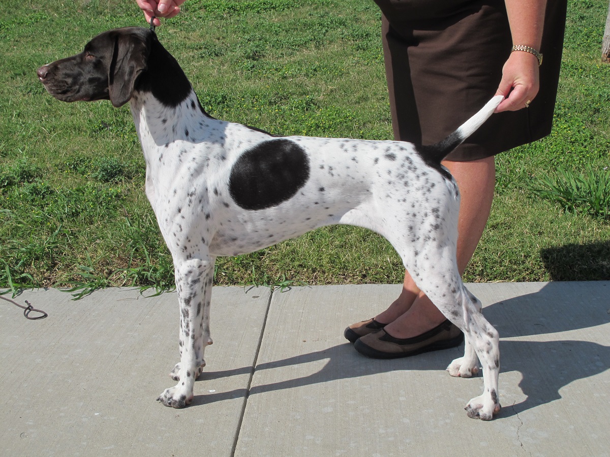 GRAND CH. Markey's Joy Ride, CGC "Joy" (Agility qualifier)