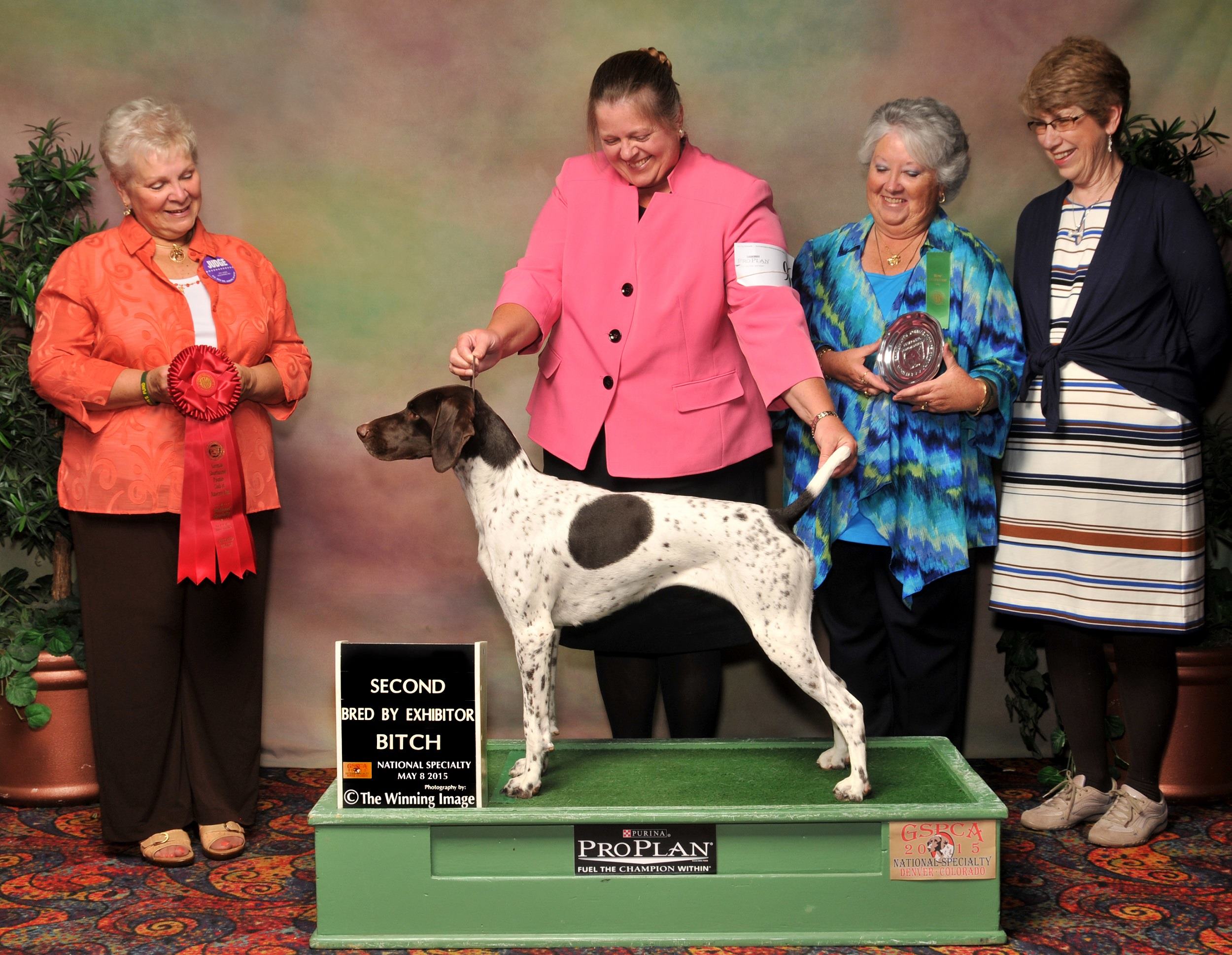 2015 GSPCA National Specialty - Bred-By-Exhibitor 2nd Place