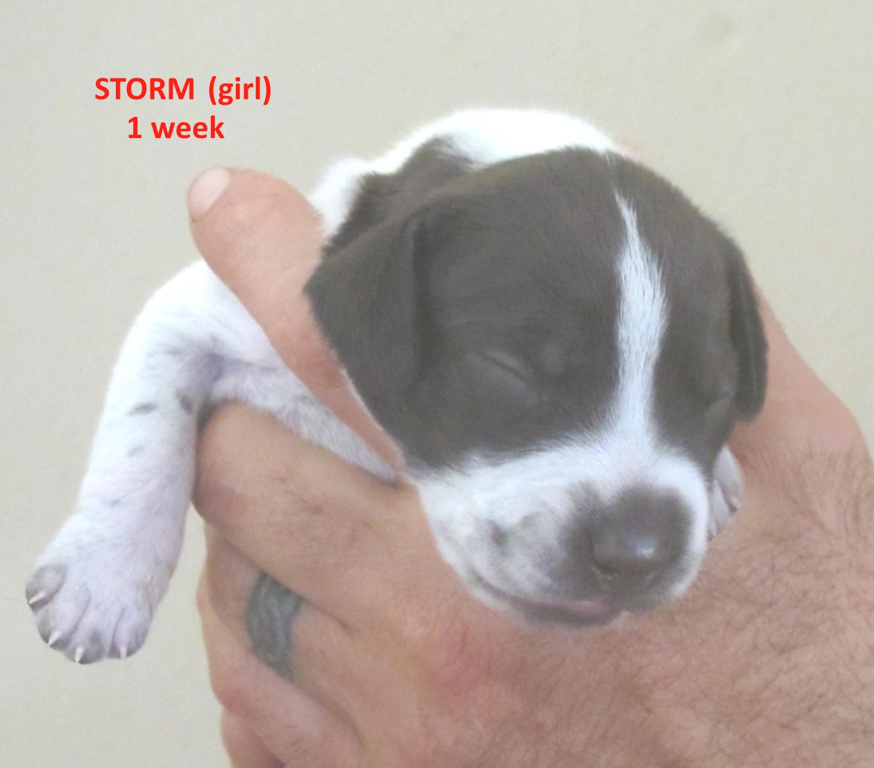Storm-head2-week1-web.jpg