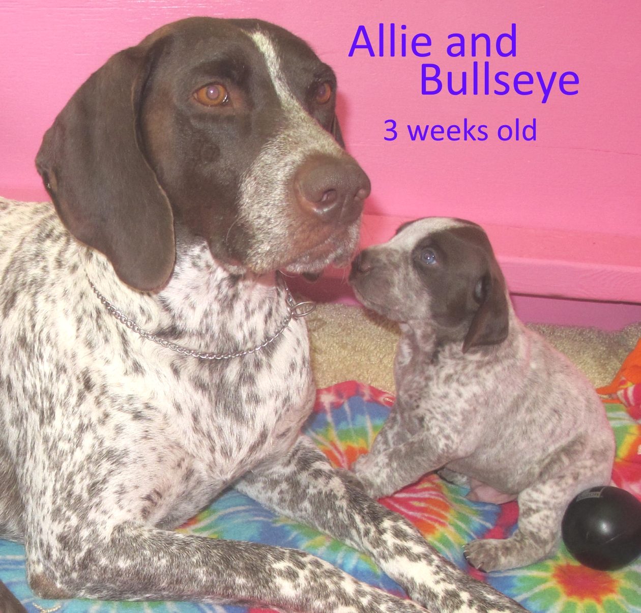 Allie+Bullseye-3wks-web.jpg