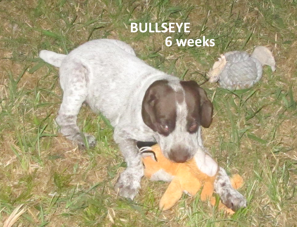 Bullseye-6weeks-3.jpg