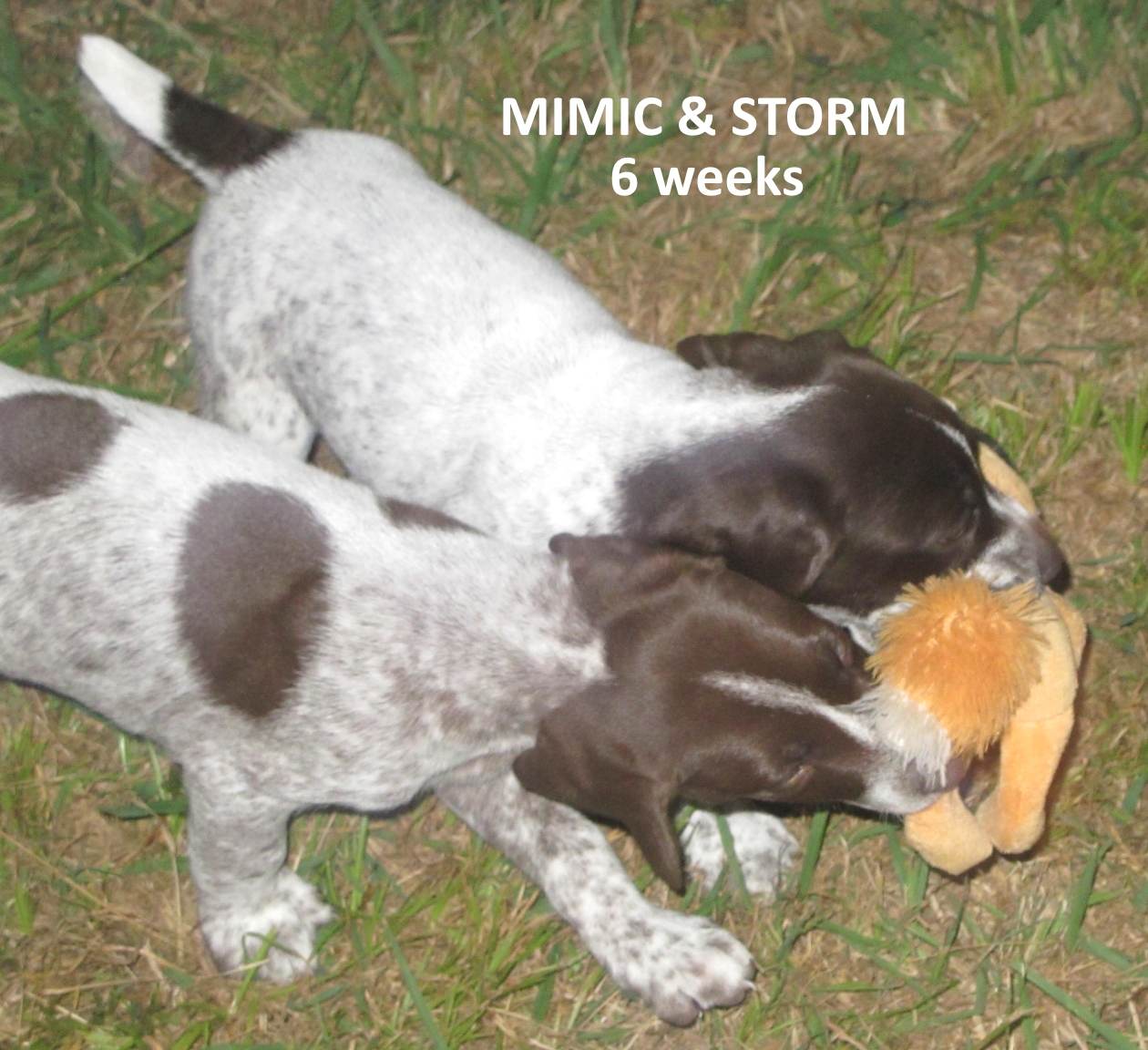 Mimic+Storm+Toy-6weeks.jpg
