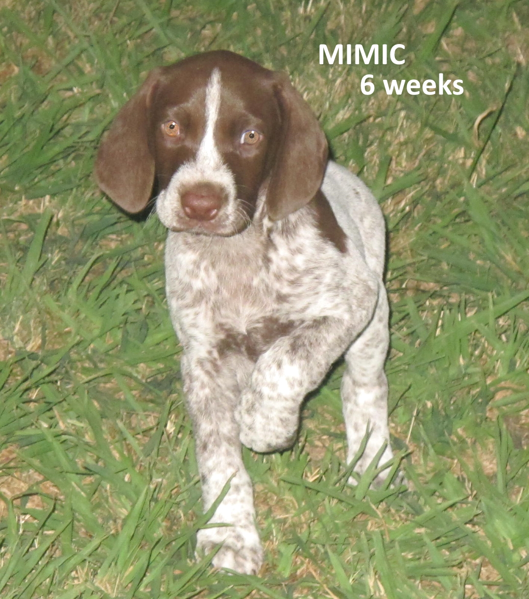 Mimic-6weeks.jpg