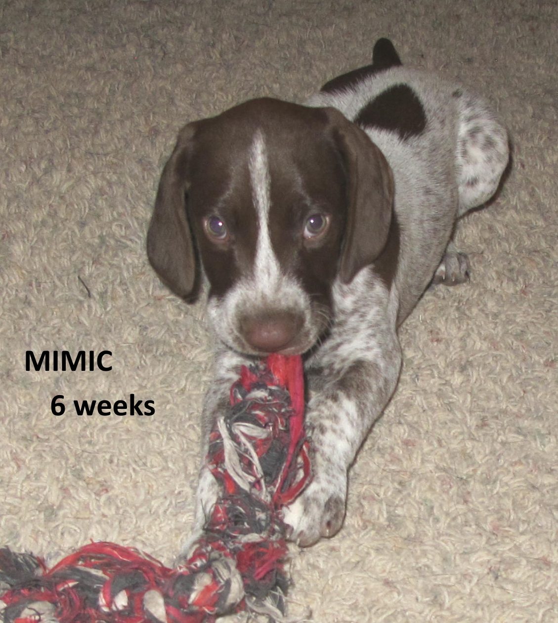 Mimic+Toy2-6weeks.jpg
