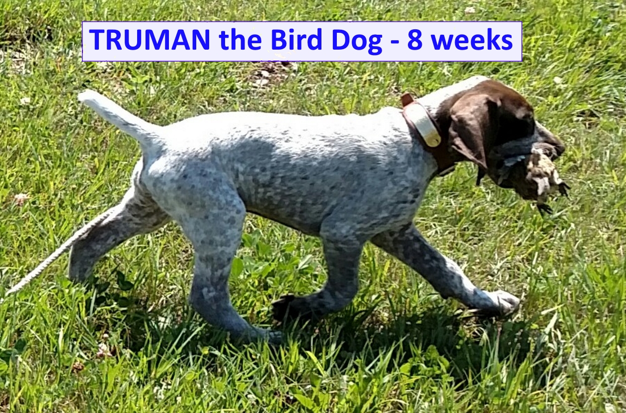 Truman+Bird.jpg