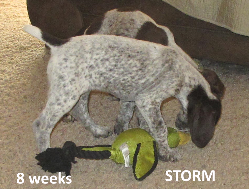 Storm2-8weeks.jpg