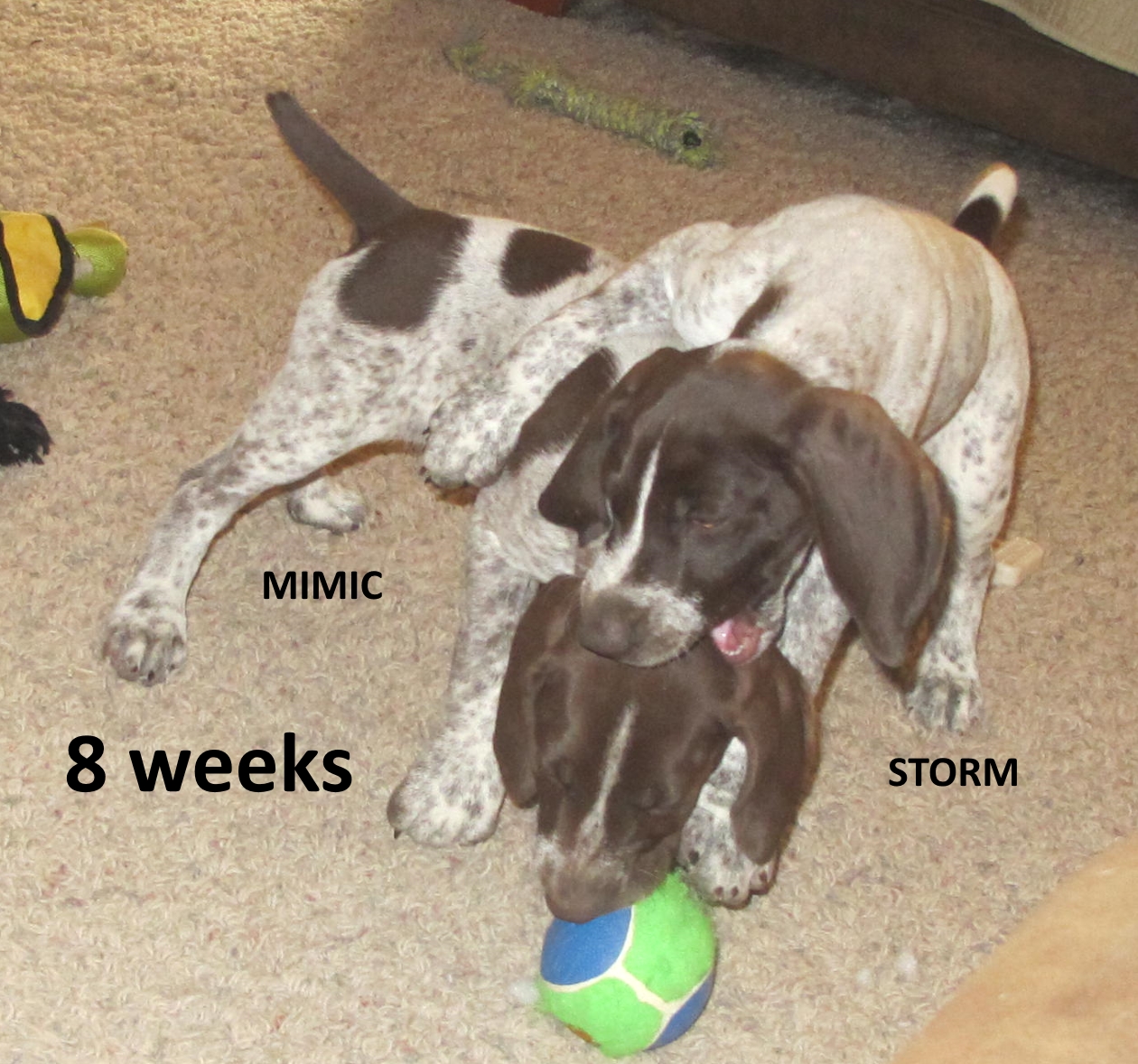Mimic+Storm-8weeks.jpg