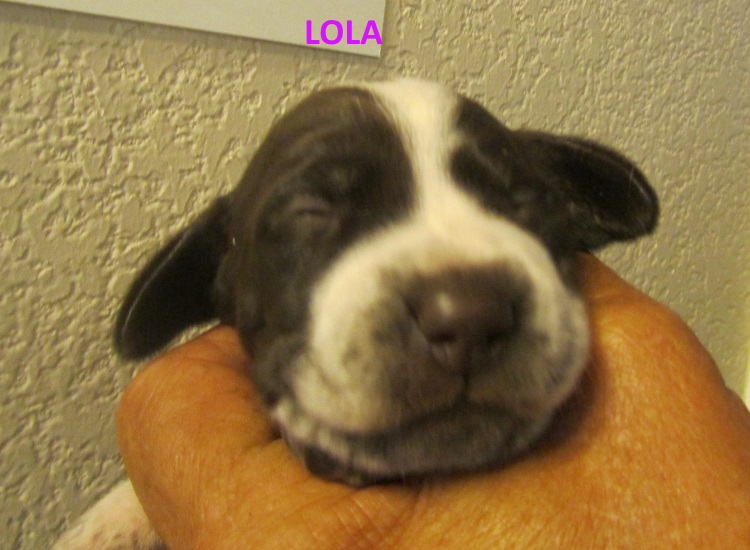 Lola-web.jpg