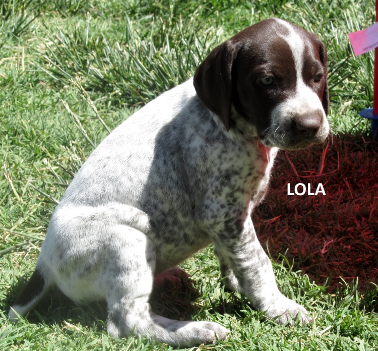 Lola-5wks-web.jpg