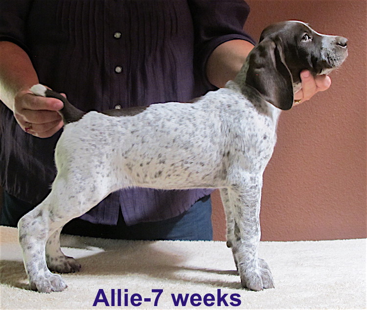 Allie-7weeks.jpg