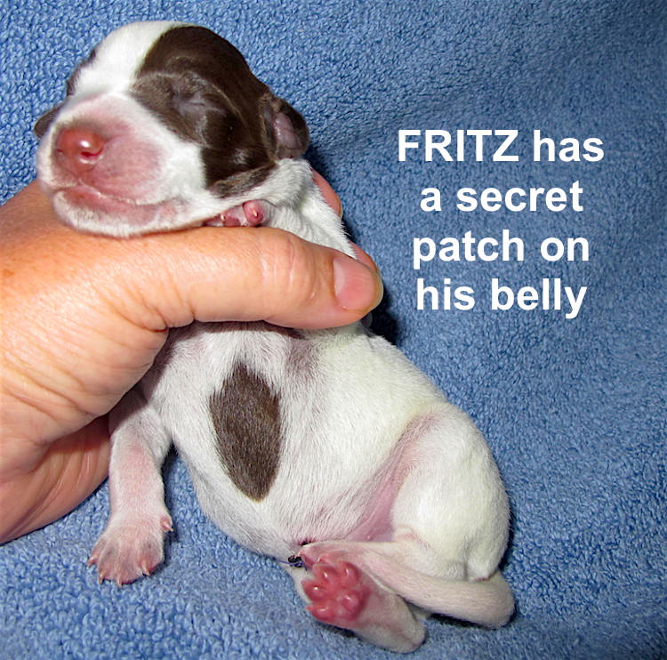 Fritz-belly-1day.jpg