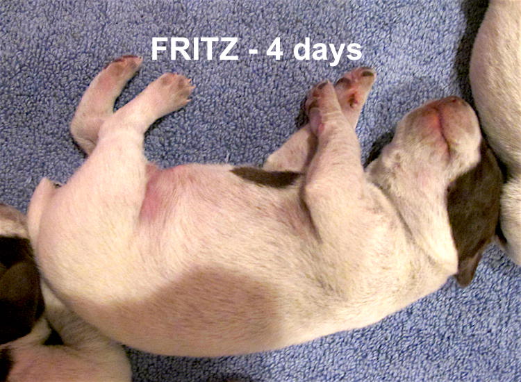 Fritz-4days.jpg