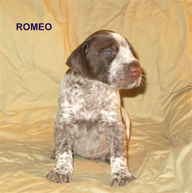 Romeo2-3weeks.jpg