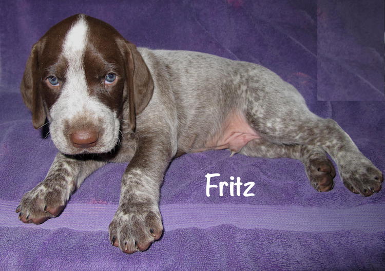 Fritz-5weeks.jpg