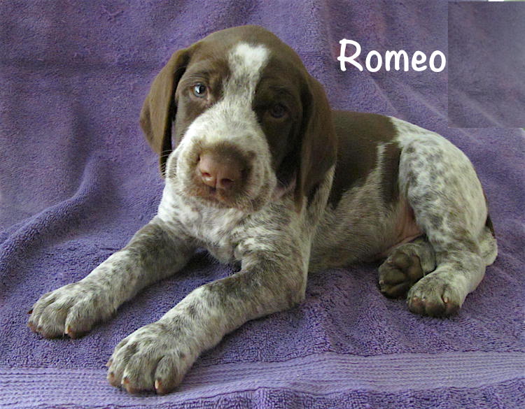 Romeo-5weeks.jpg