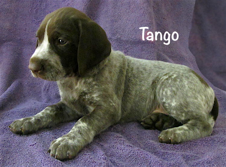 Tango-5weeks.jpg