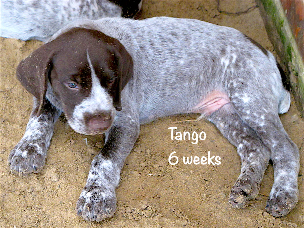 Tango-outside-6weeks.jpg