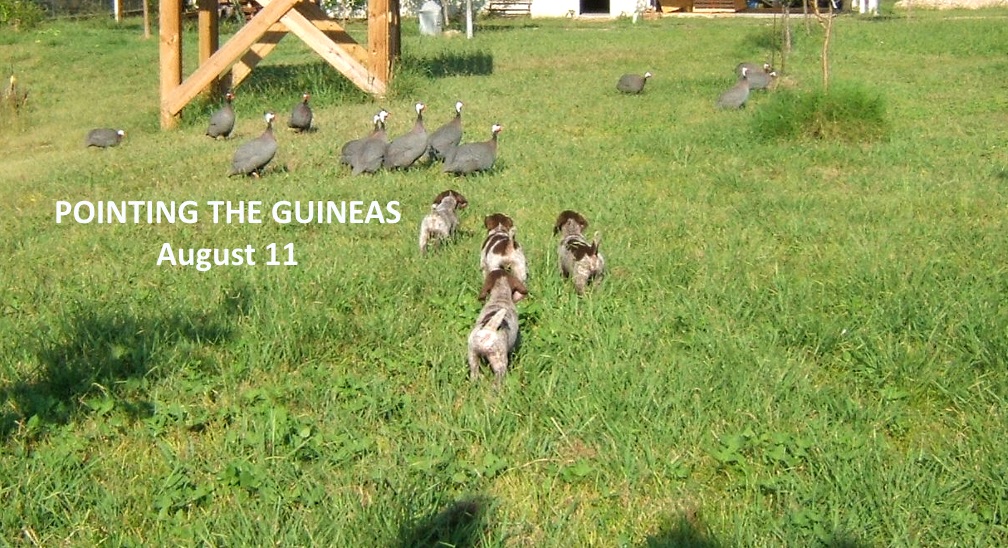 Guineas-Aug11.jpg