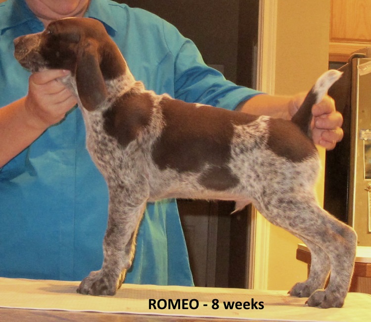 Romeo-side2-8weeks.jpg