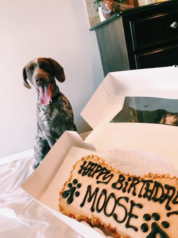 Moose-Birthday.jpg