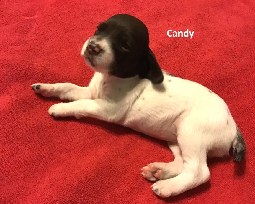 Candy.jpg