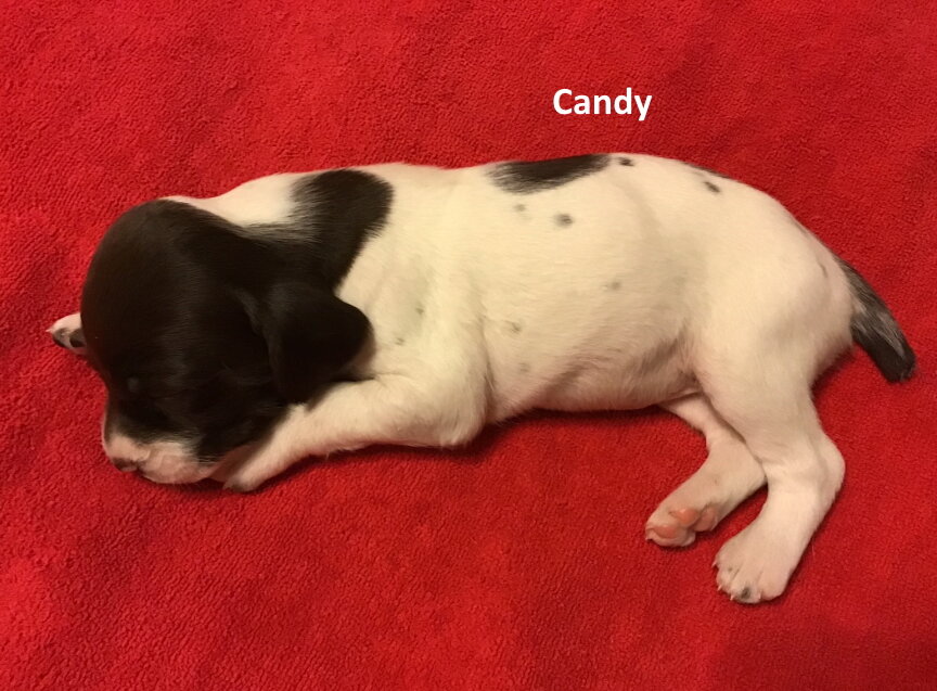 Candy2.jpg