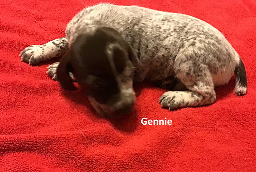 Gennie.jpg