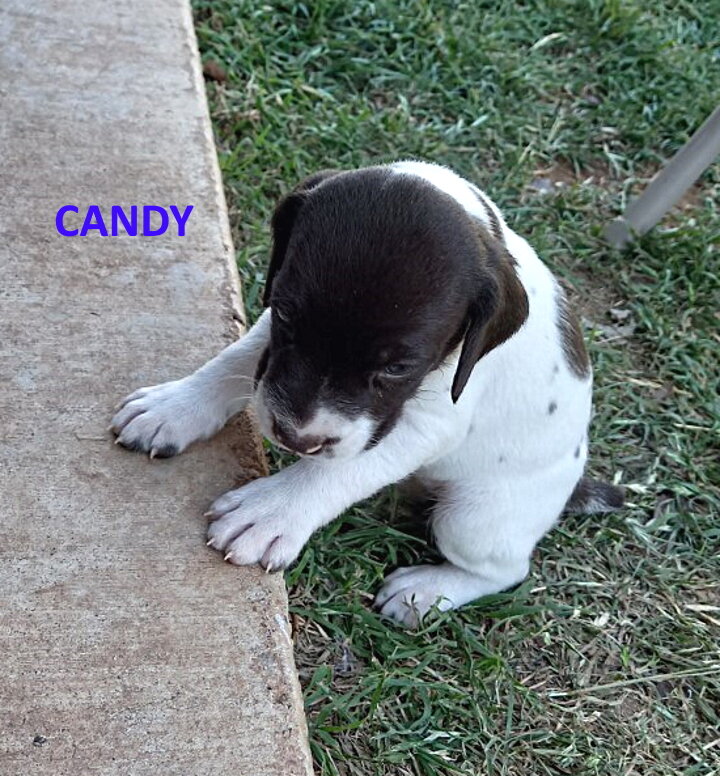 1-Candy-4wks.jpg