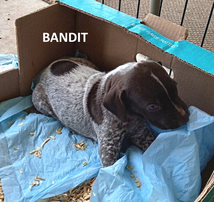 7-Bandit2-4wks.jpg