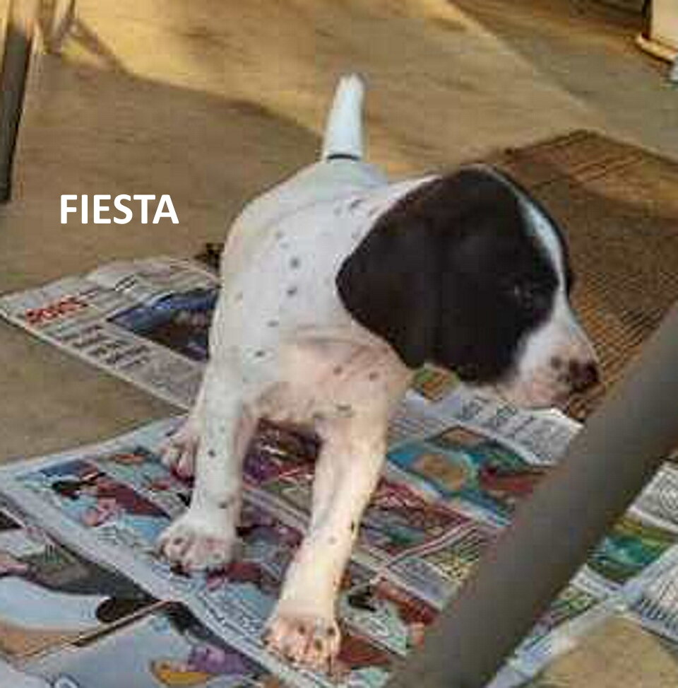 8-Fiesta2-4wks.jpg