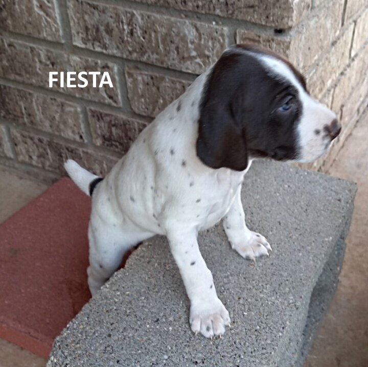 8-Fiesta-4wks.jpg