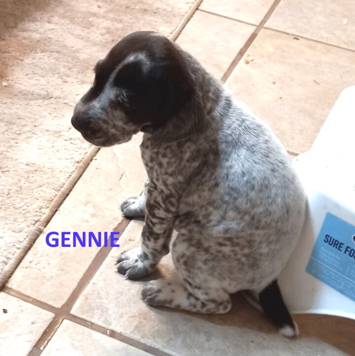 9-Gennie-4wks.jpg