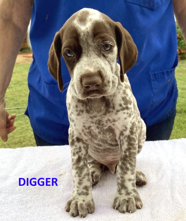 4-Digger2-5wks.jpg