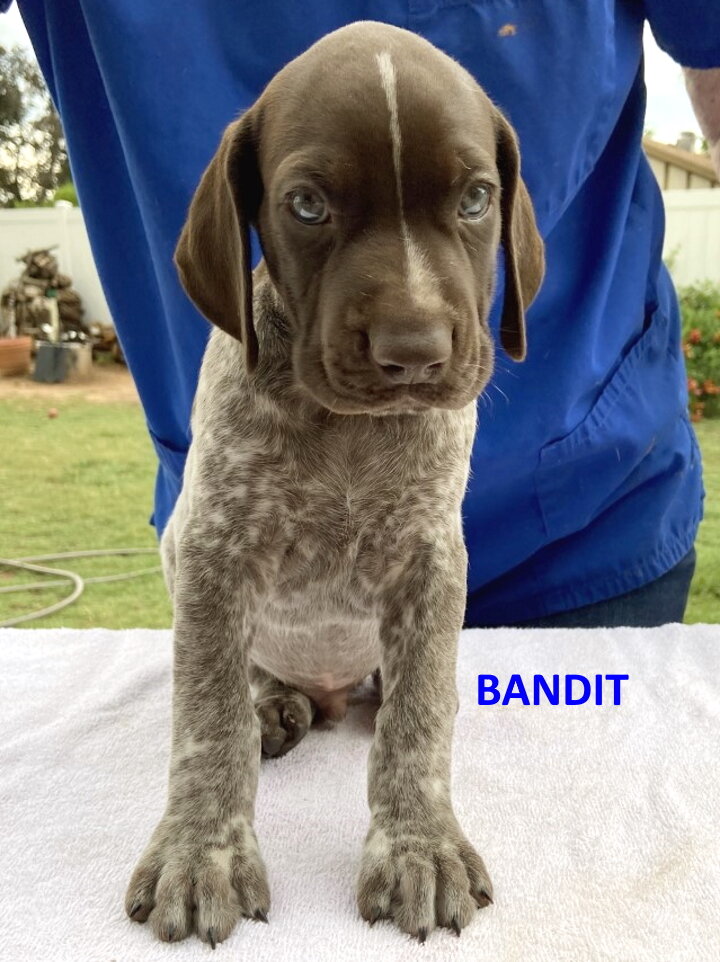 7-Bandit2-5wks.jpg