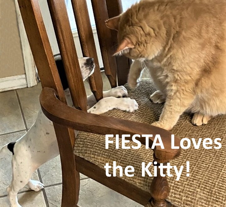 Fiesta_Cat2_web.jpg