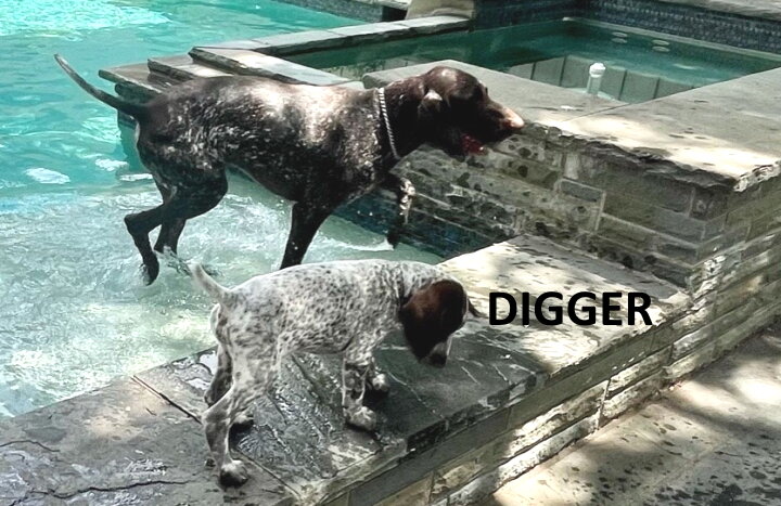 Digger-newhome2.jpg