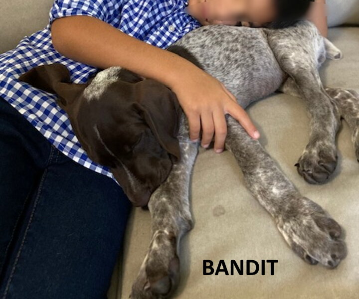 Bandit-newhome1.jpg