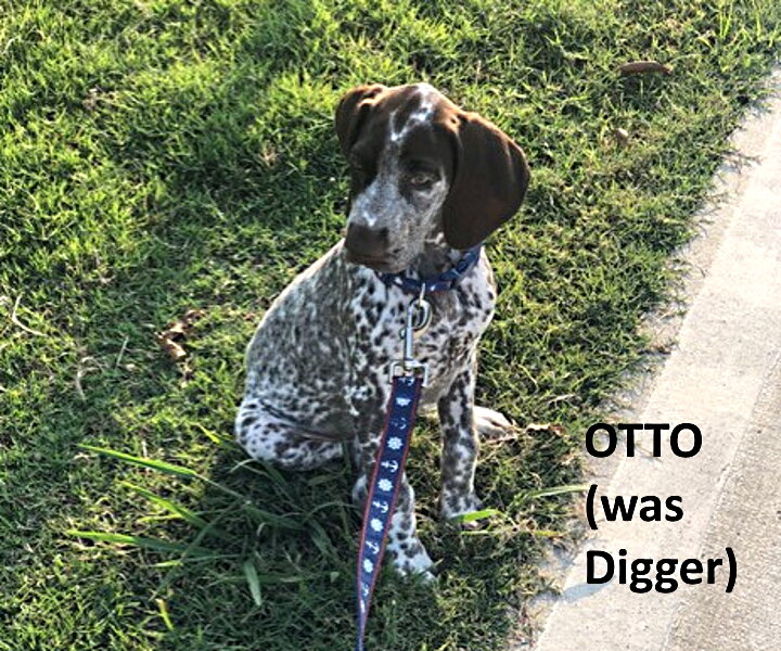 Otto-12weeks-web.jpg