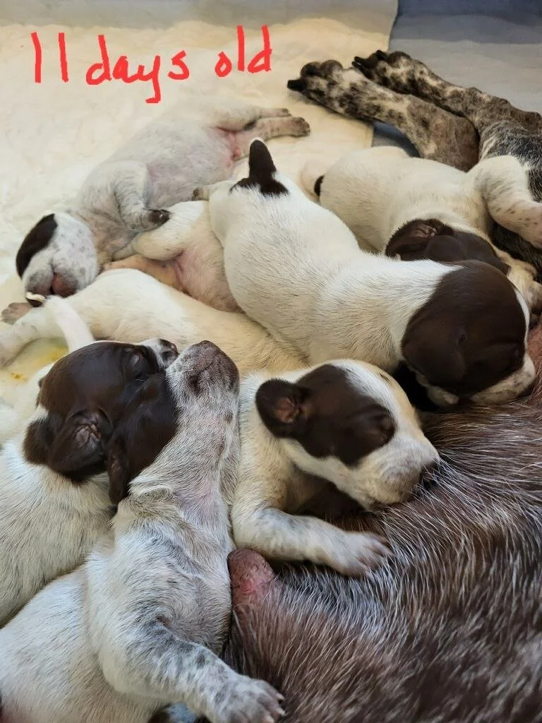 Dare-11daysold.jpeg
