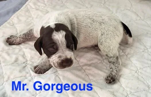 Dare-MrGorgeous.jpeg