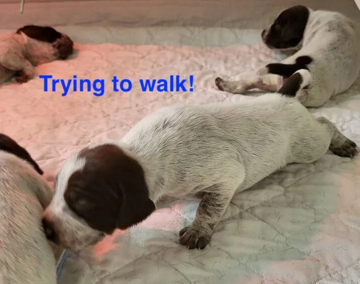 Dare-try-to-walk.jpeg