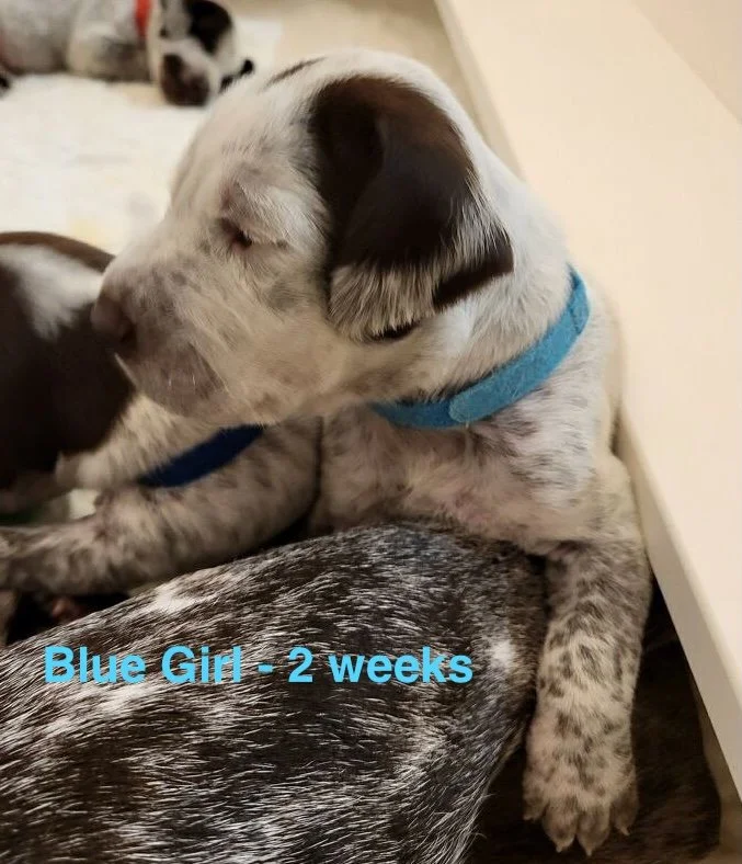SablexDare-Blue-2weeks.jpeg