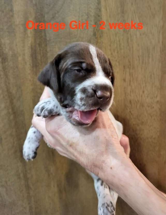 SablexDare-Orange-2weeks.jpeg