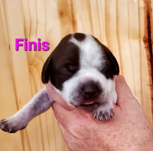 Finis-1wk-head.jpeg